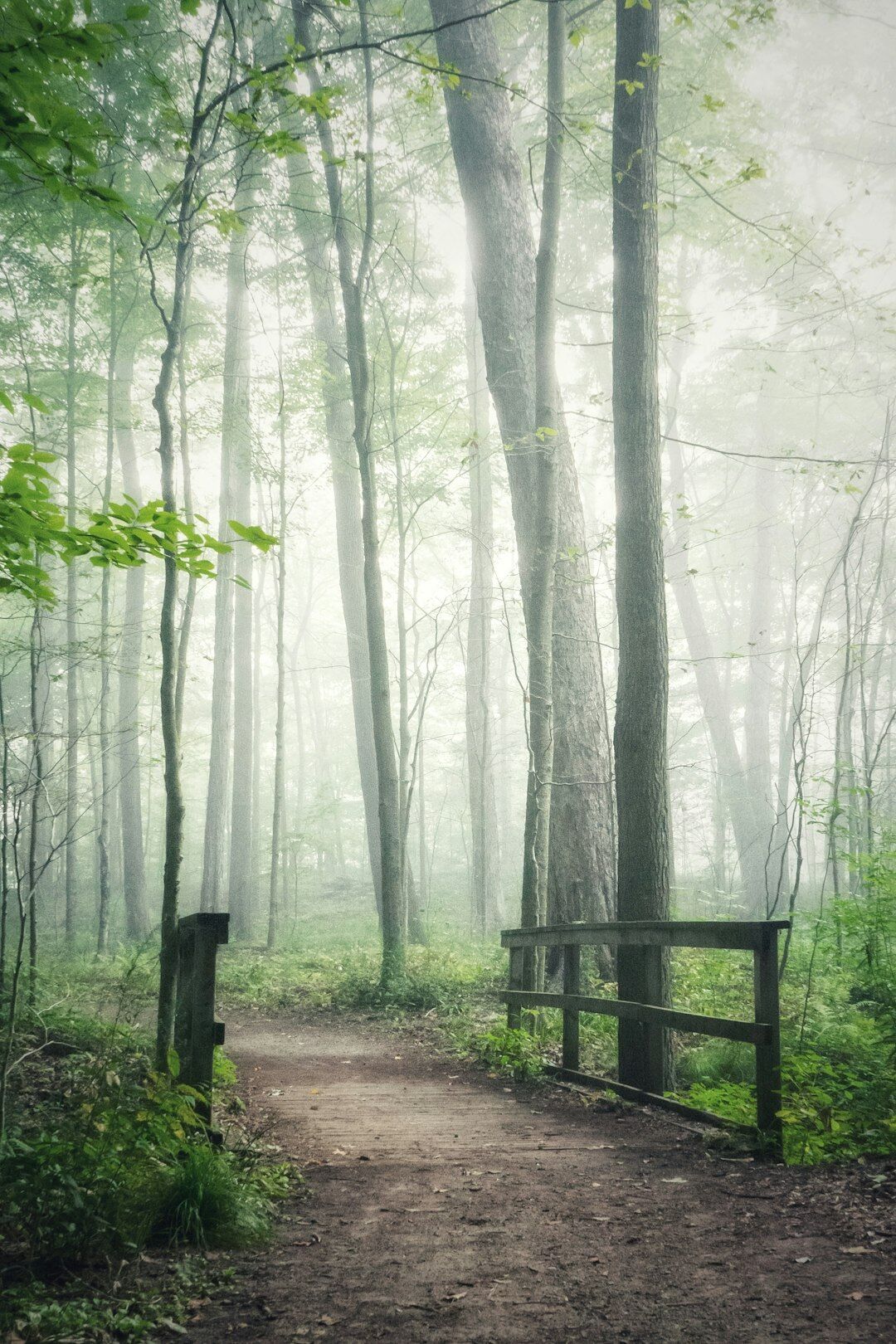 Foggy forest path in early morning light